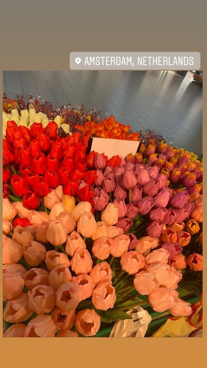 Colorful tulips in bloom